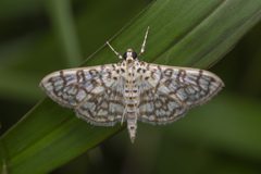 Haritalodes