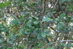 Magnoliopsida