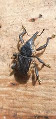 Homalinotus deplanatus