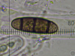 Hysterium angustatum