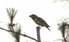 Mycerobas melanozanthos