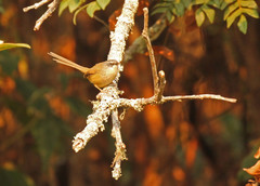 Prinia superciliaris