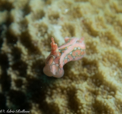 Sagaminopteron psychedelicum