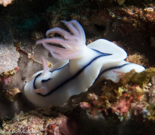 Loch's Chromodoris