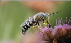 Zyzzyx chilensis