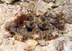 Dendrodoris tuberculosa