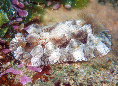 Dendrodoris tuberculosa