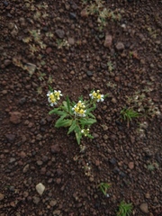 Melanospermum transvaalense