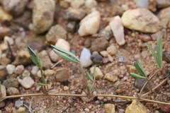 Listia heterophylla