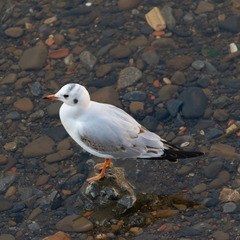 Chroicocephalus ridibundus