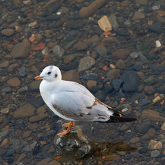 Chroicocephalus ridibundus