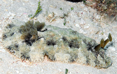 Dendrodoris tuberculosa