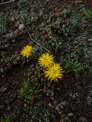 Chasmatophyllum musculinum