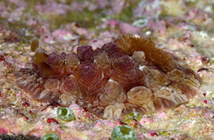 Dendrodoris tuberculosa