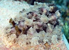 Dendrodoris tuberculosa