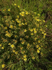Geigeria burkei