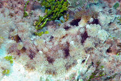 Dendrodoris tuberculosa