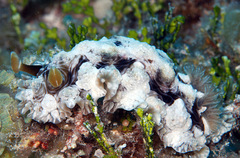 Dendrodoris tuberculosa