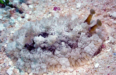 Dendrodoris tuberculosa