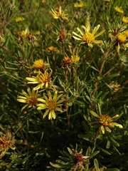 Geigeria burkei