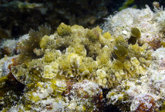 Dendrodoris tuberculosa