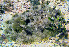 Dendrodoris tuberculosa