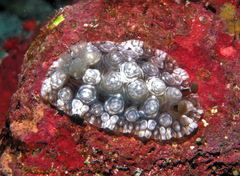 Dendrodoris tuberculosa