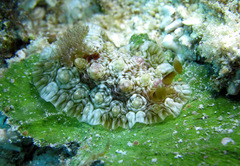 Dendrodoris tuberculosa