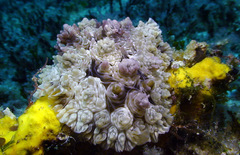 Dendrodoris tuberculosa