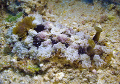 Dendrodoris tuberculosa