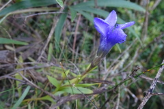 Gentianopsis ciliata ciliata