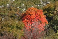 Acer monspessulanum