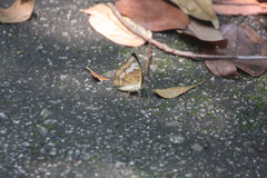 Euthalia monina monina