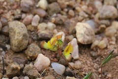 Listia heterophylla