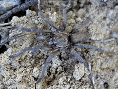 Ischnocolus valentinus