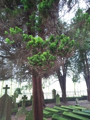 Chamaecyparis pisifera