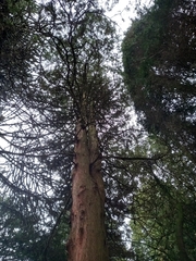 Chamaecyparis pisifera