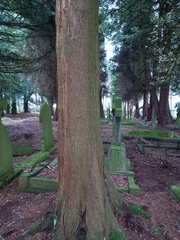 Chamaecyparis pisifera