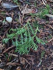 Chamaecyparis pisifera