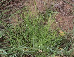 Oldenlandia herbacea