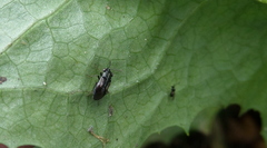 Geocoris lineolus