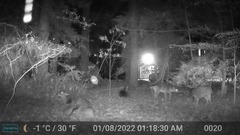 Odocoileus virginianus