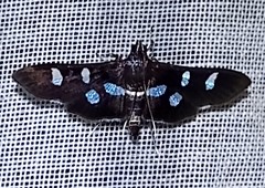 Desmia octomaculalis