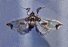 Neoleucinodes elegantalis