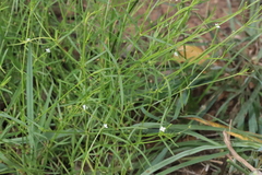 Oldenlandia herbacea