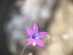 Gilia tenuiflora tenuiflora
