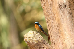 Cyornis whitei