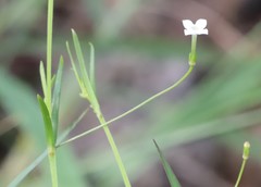 Oldenlandia herbacea