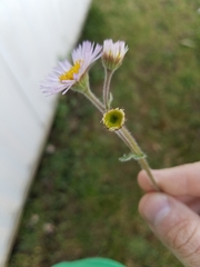 Erigeron pulchellus
