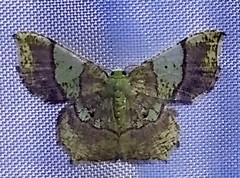 Neagathia corruptata